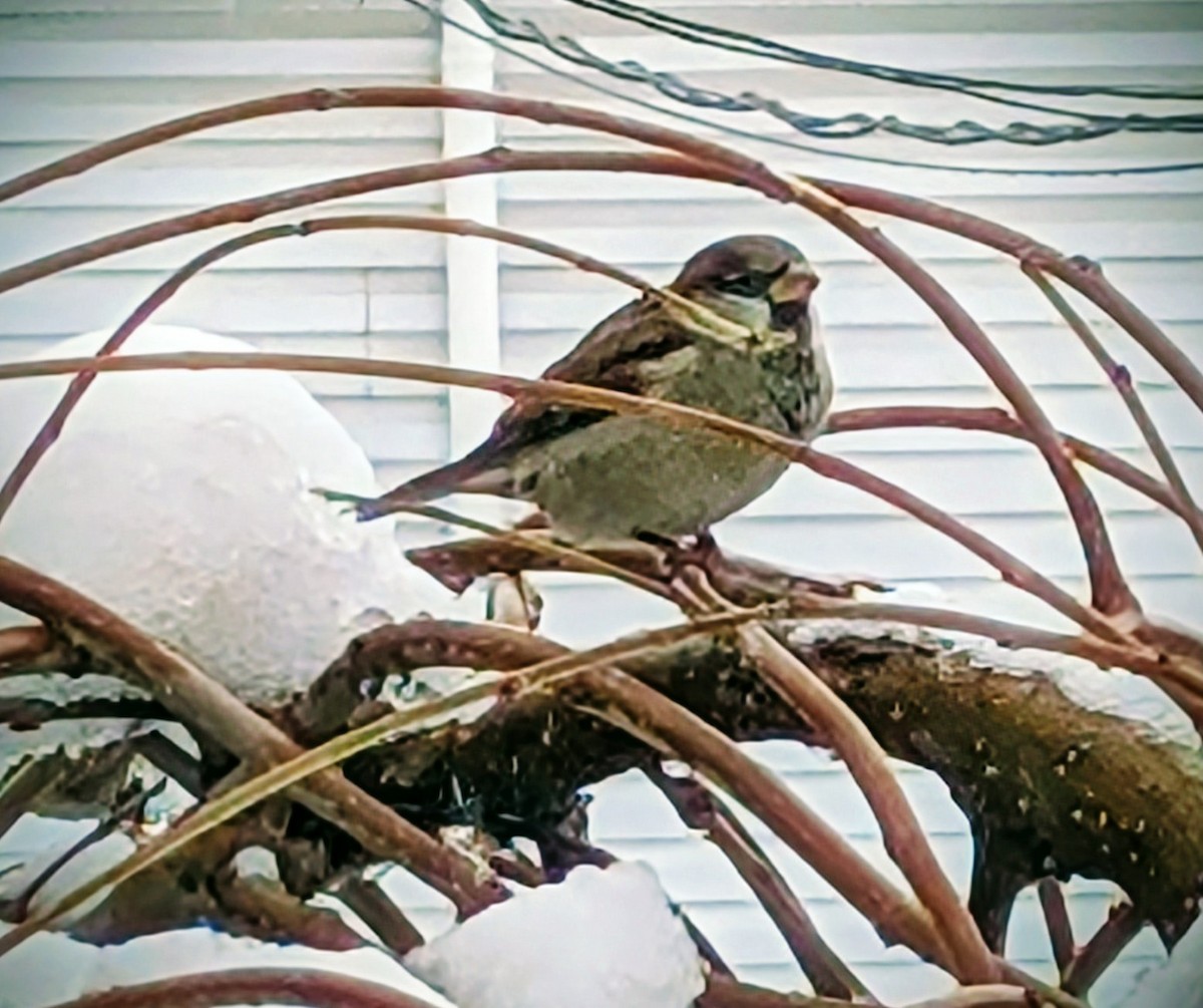 House Sparrow - ML645332982