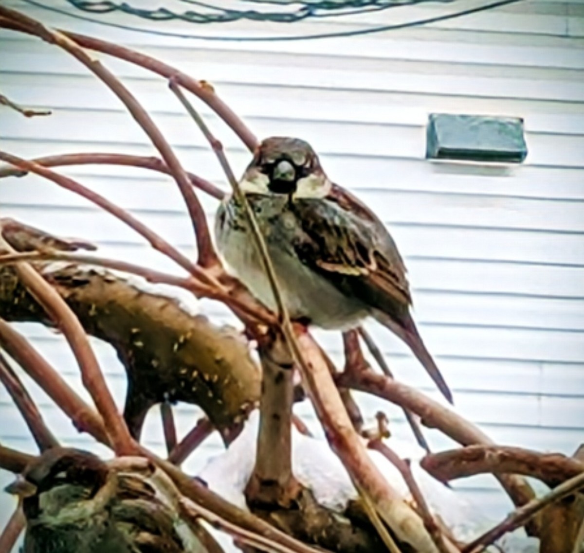 House Sparrow - ML645332983