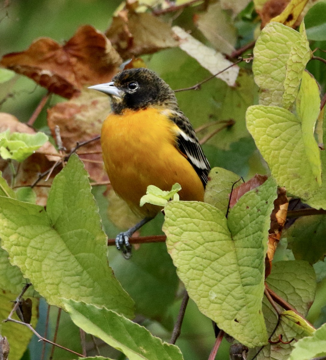 Балтиморский трупиал - ML645333021