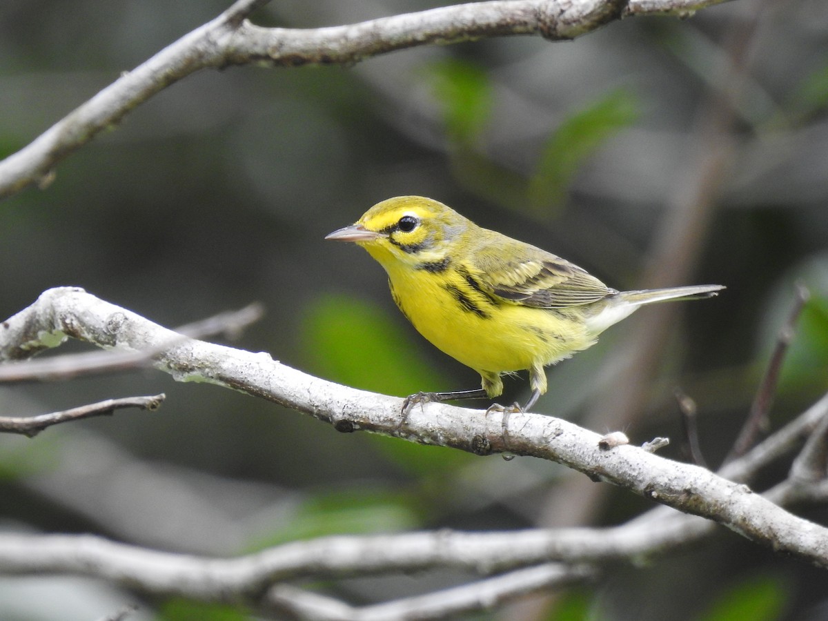 Prairie Warbler - ML645333022