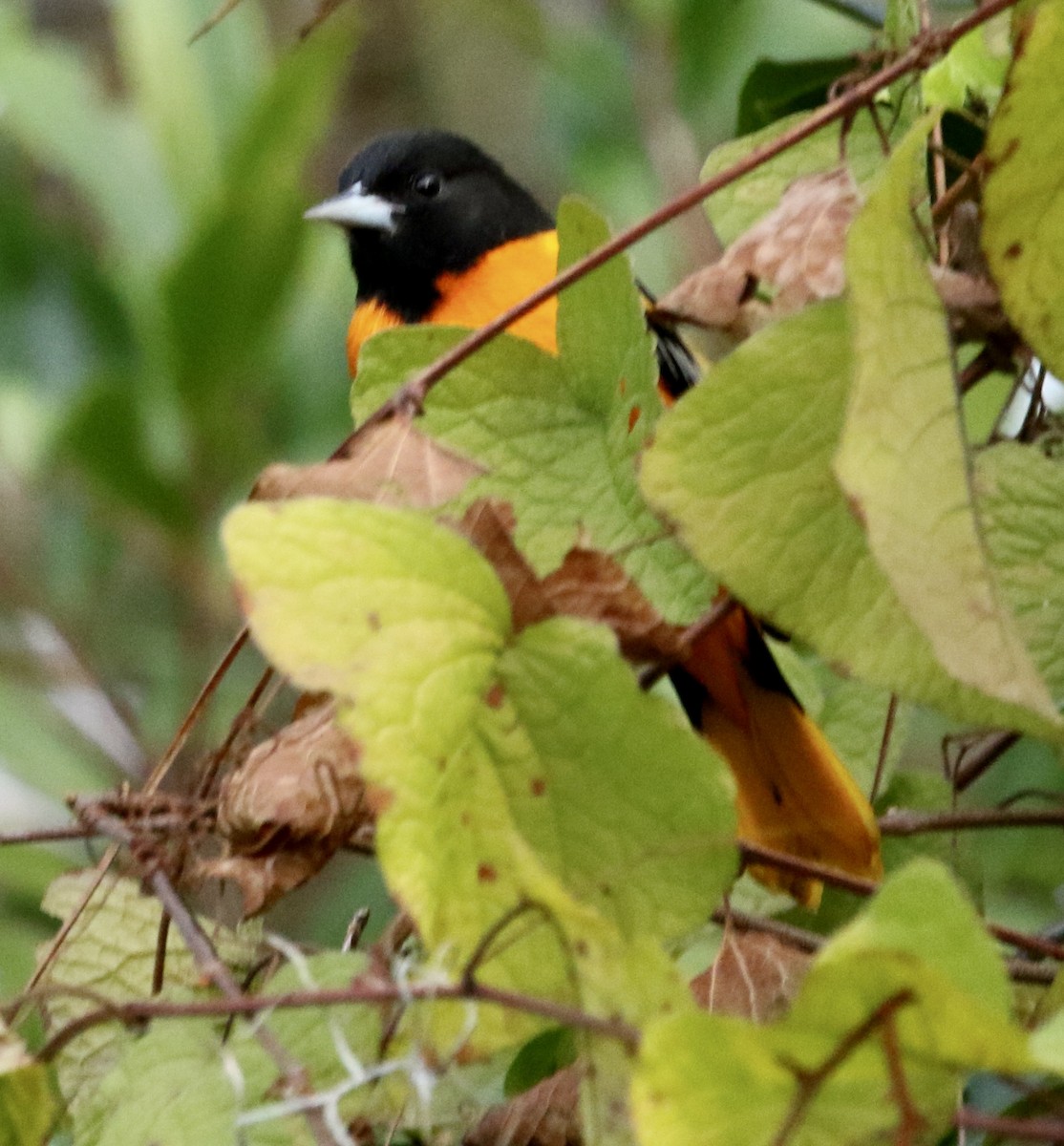 Балтиморский трупиал - ML645333024