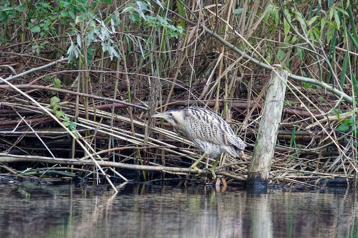 Eurasian Bittern - ML645333028