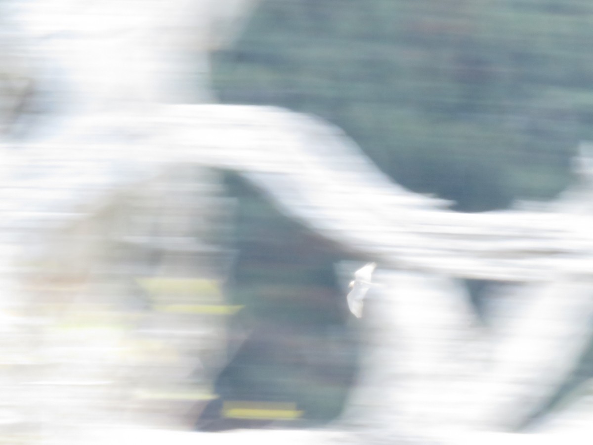 orlosup bradatý - ML645333029