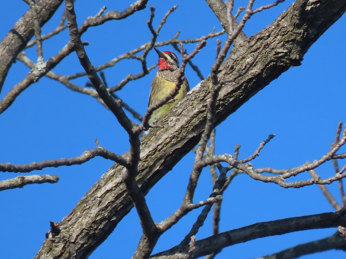 Yellow-bellied Sapsucker - ML645333030