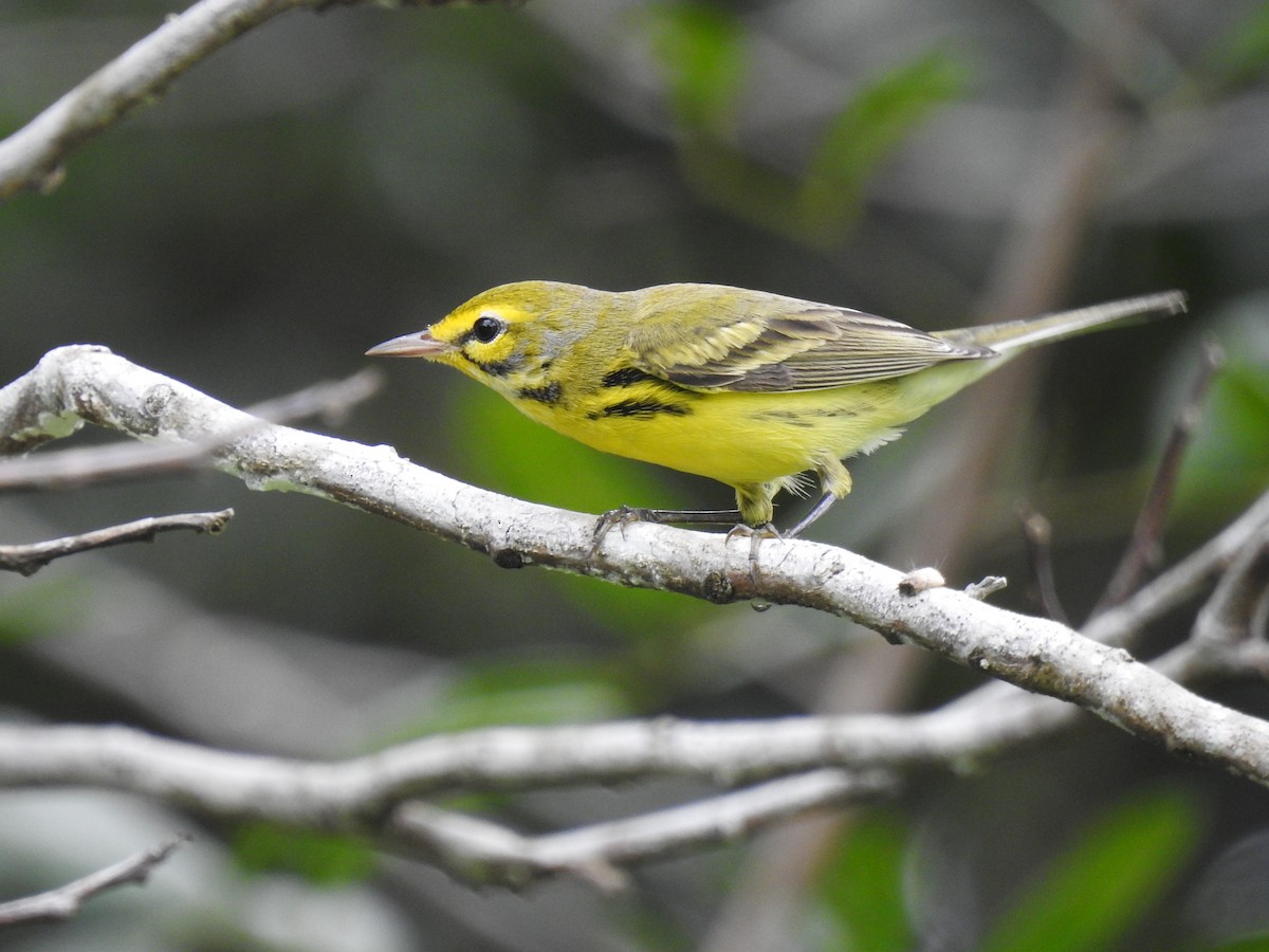 Prairie Warbler - ML645333042