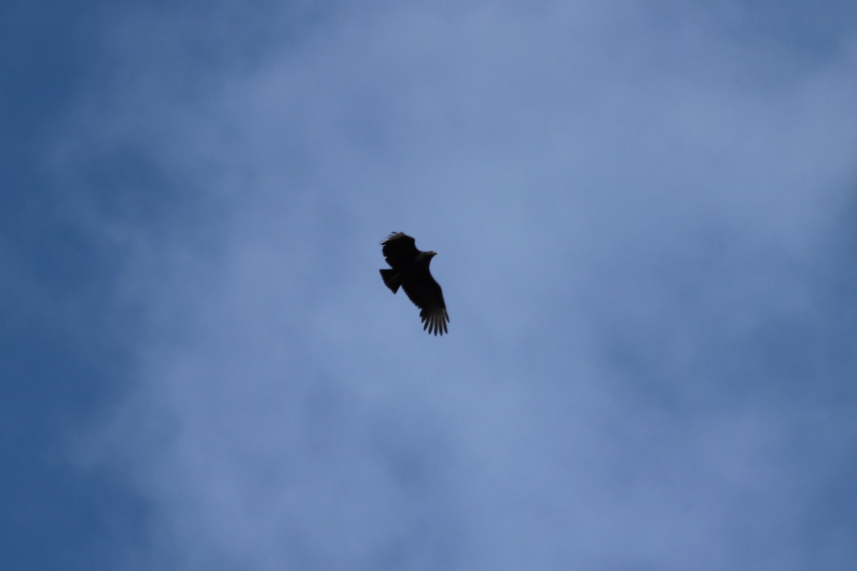 Black Vulture - ML645333049