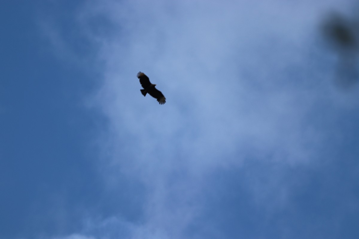 Black Vulture - ML645333051