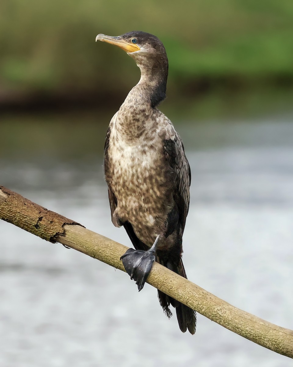 Неотропический баклан - ML645333063