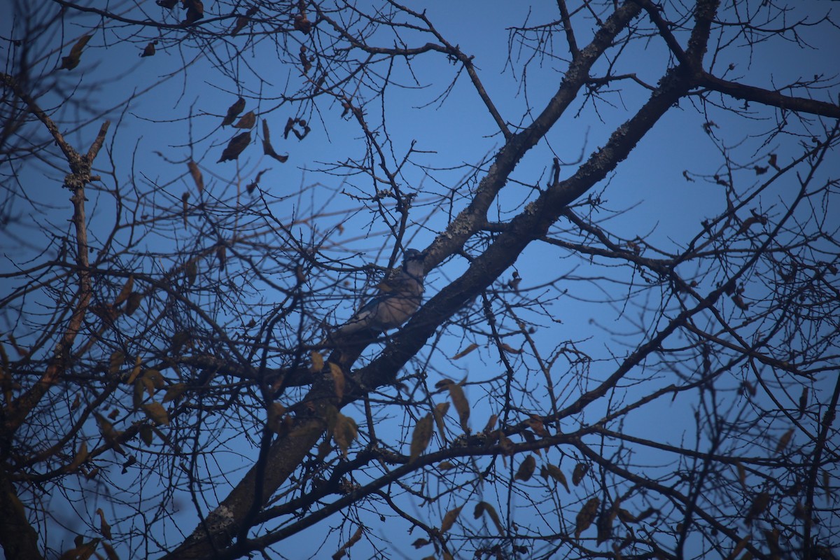 Голубая сойка - ML645333064