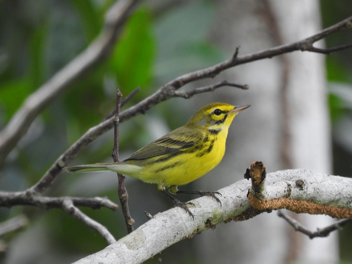 Прерийная древесница - ML645333065