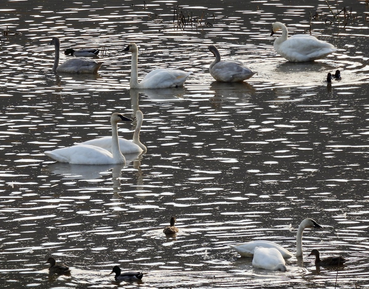Лебедь-трубач/Американский лебедь - ML645333067