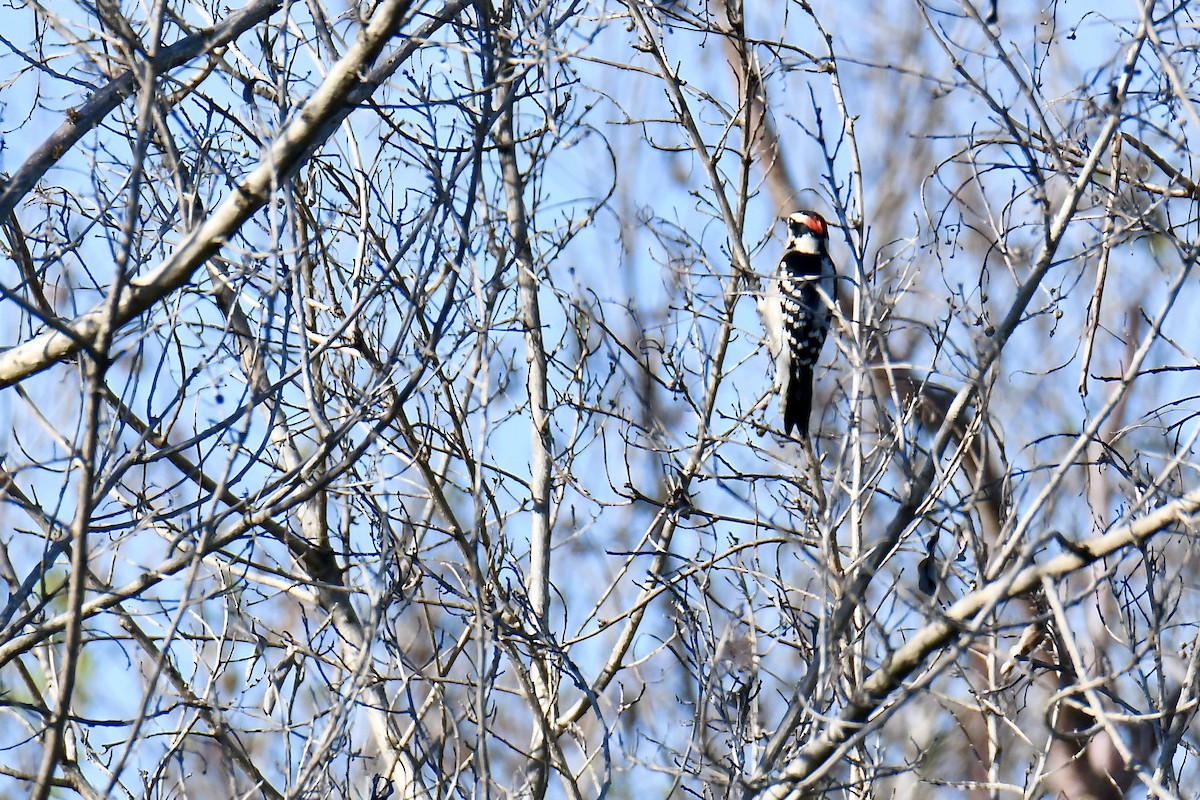 Пушистый дятел - ML645333068