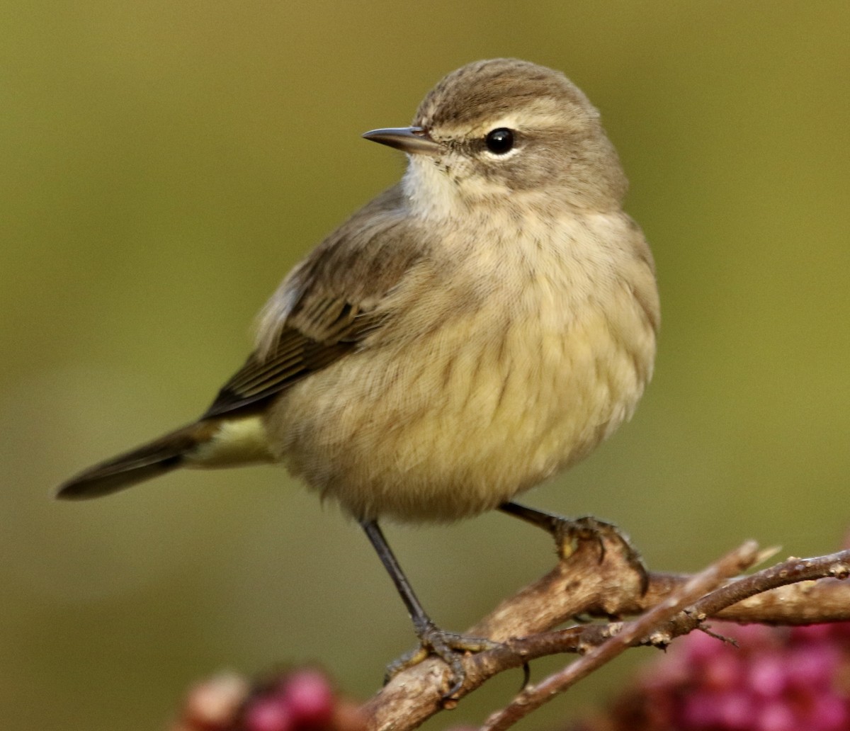 Пальмовая древесница (palmarum) - ML645333069