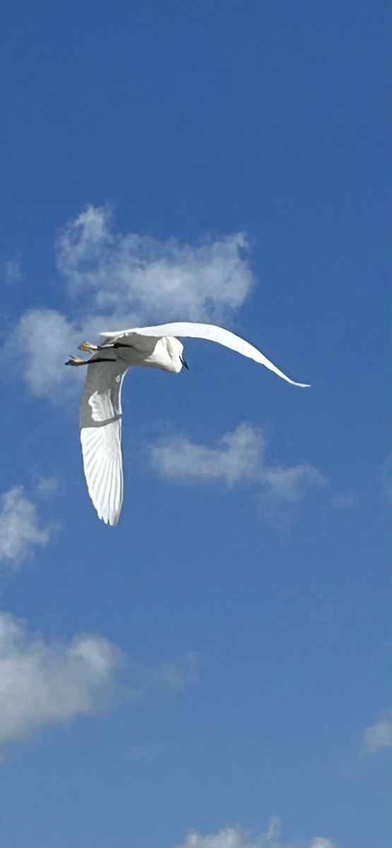 Снежная цапля - ML645333074