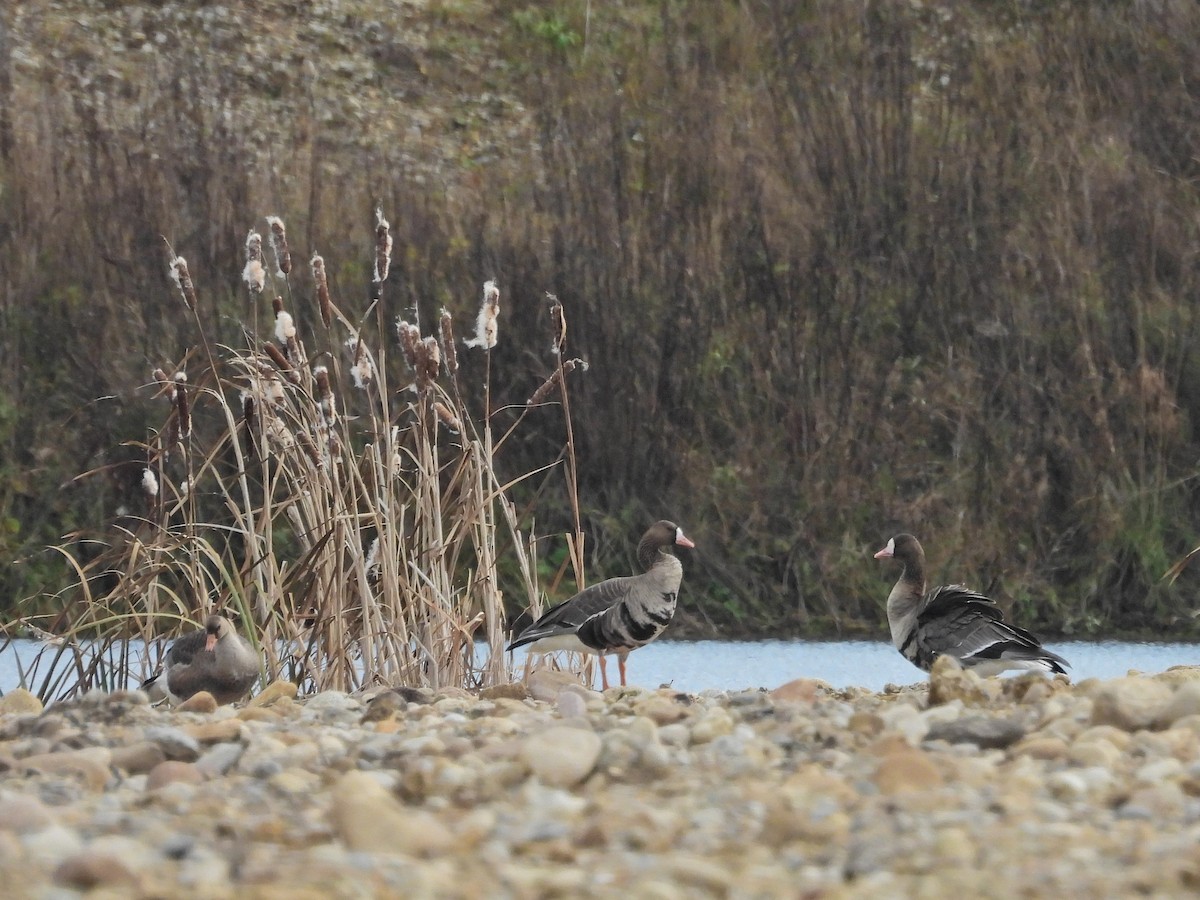 Белолобый гусь - ML645333078