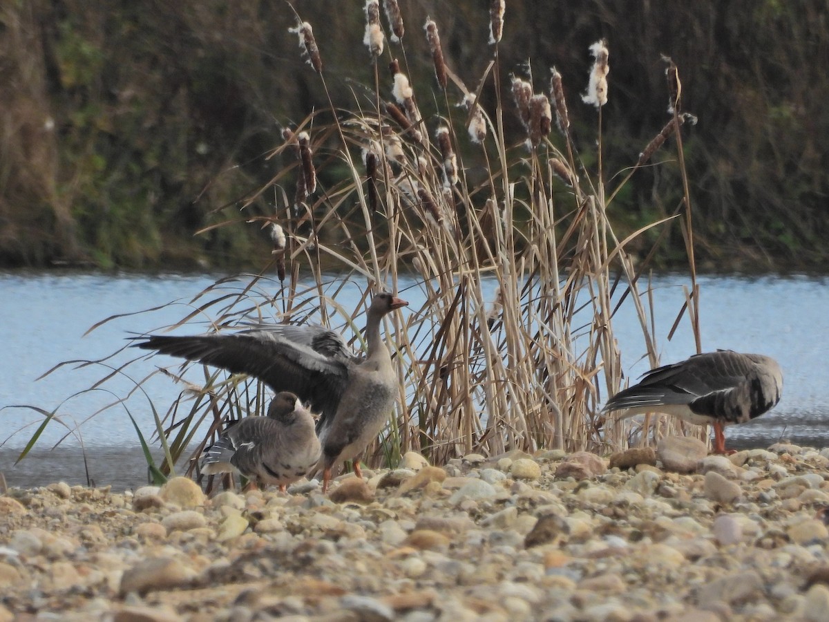 Белолобый гусь - ML645333079