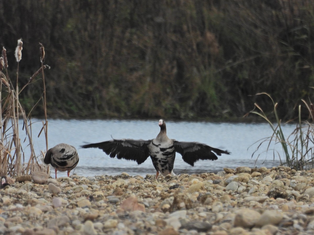 Белолобый гусь - ML645333080