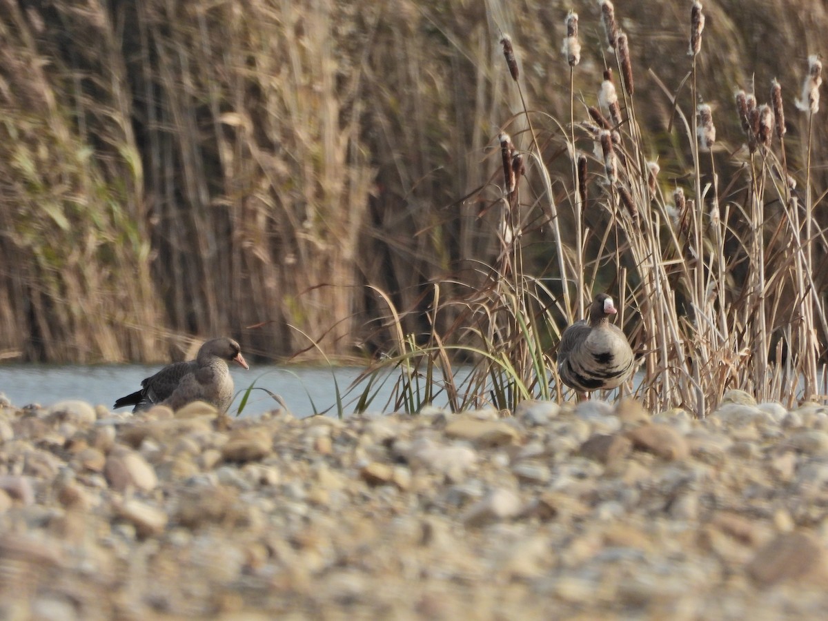 Белолобый гусь - ML645333081