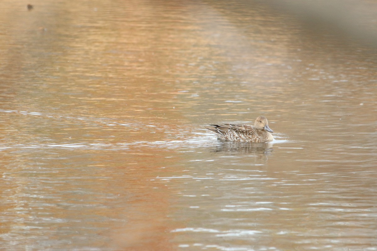 Шилохвость - ML645333082