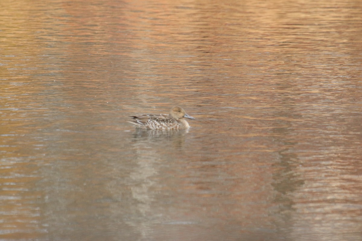 Шилохвость - ML645333084