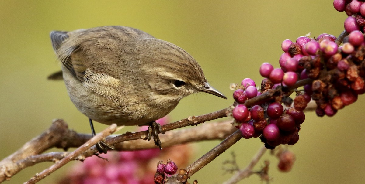 Пальмовая древесница (palmarum) - ML645333085