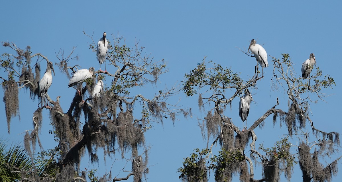 Американский клювач - ML645333086