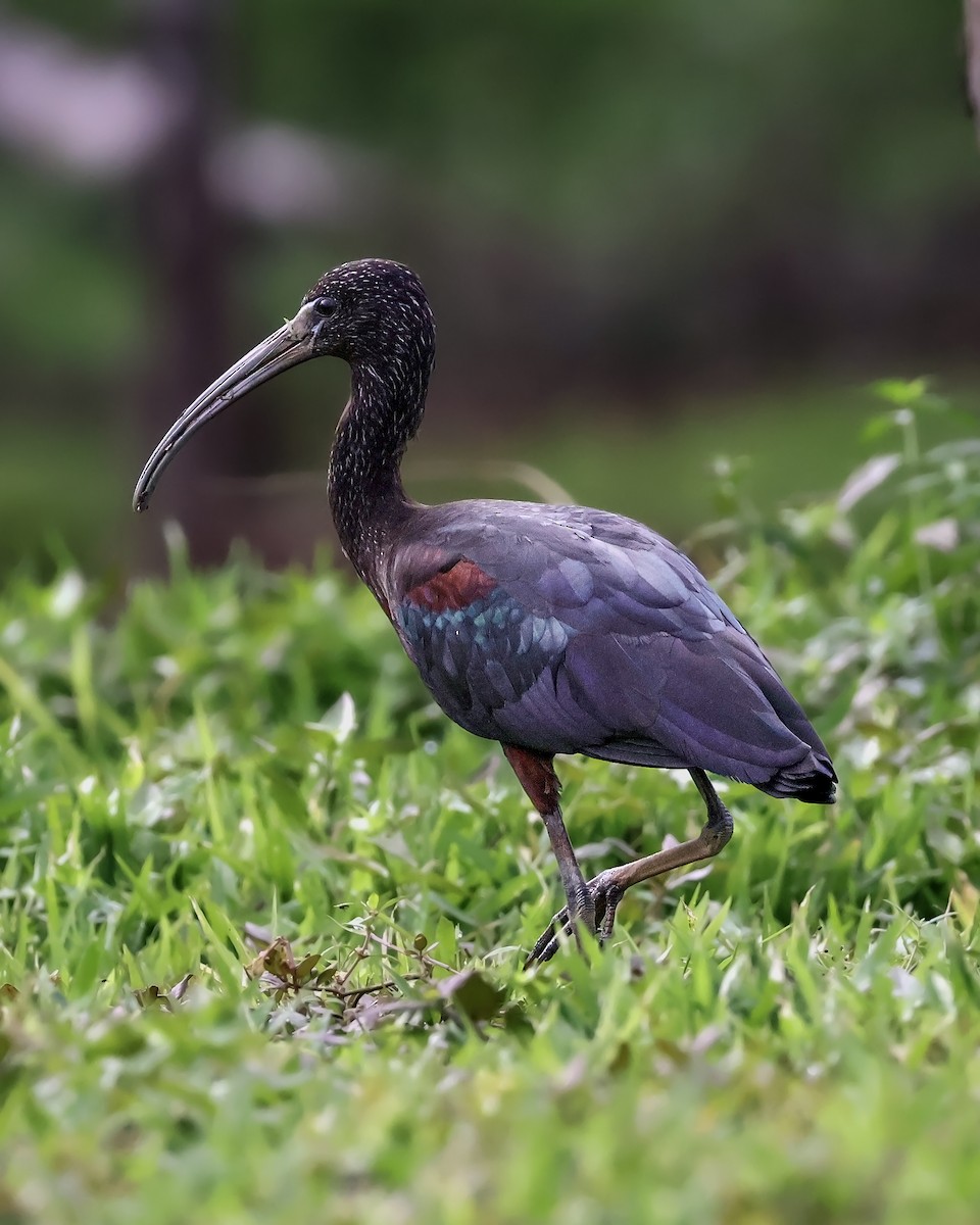 Каравайка - ML645333089