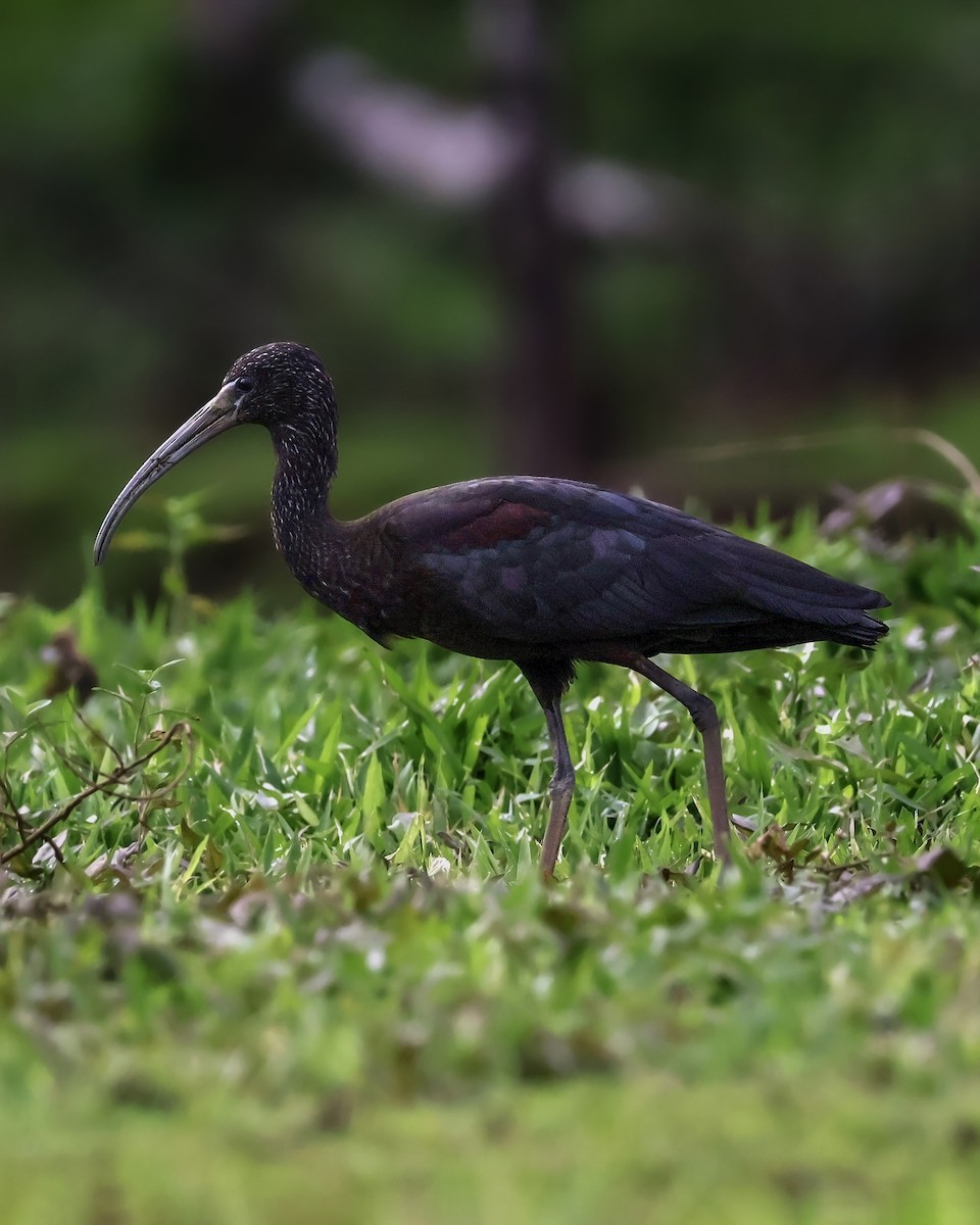 Каравайка - ML645333090