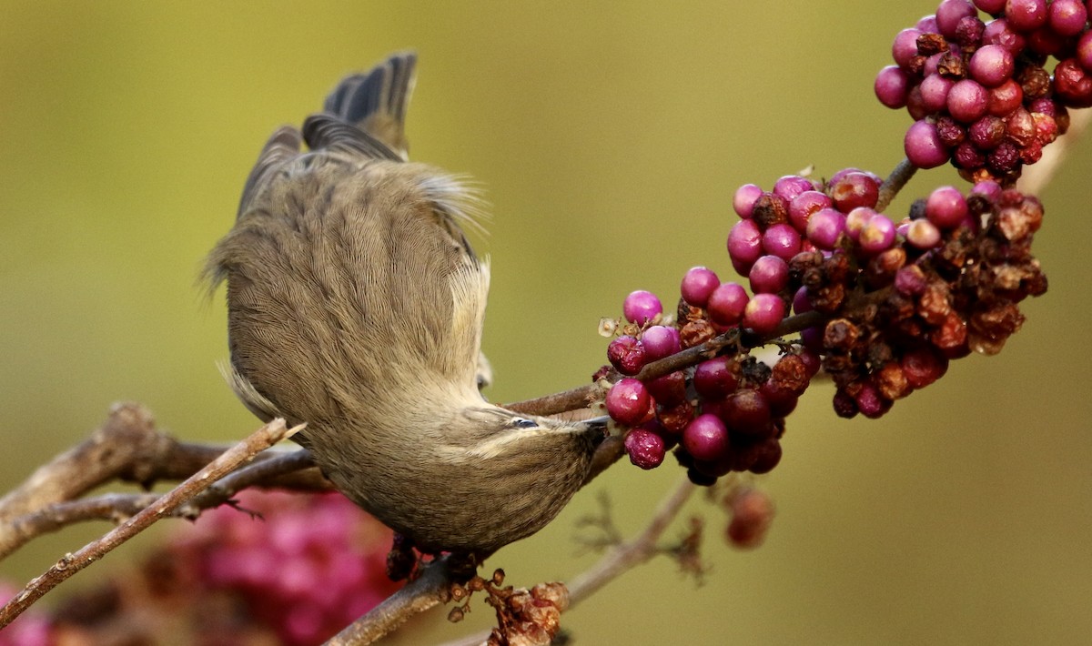 Пальмовая древесница (palmarum) - ML645333091