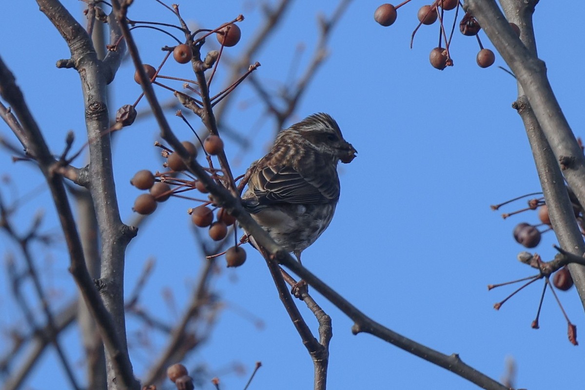 Пурпурная чечевица - ML645333093