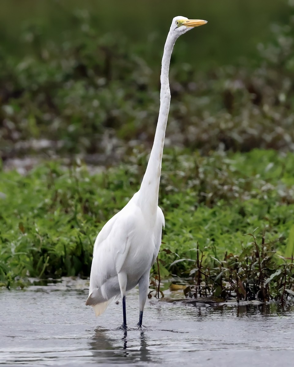 Большая белая цапля - ML645333094