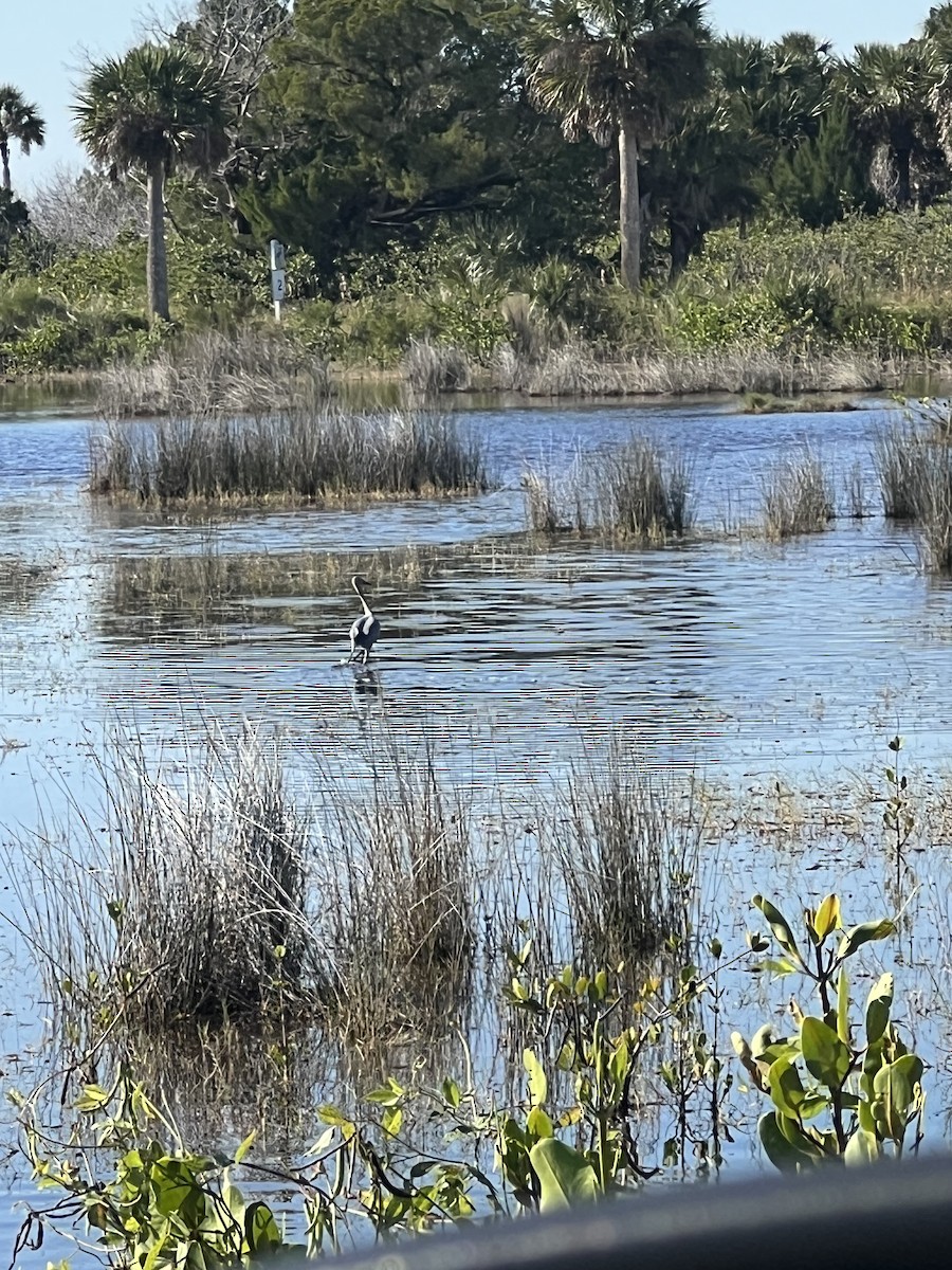 Рыжеватая цапля - ML645333098