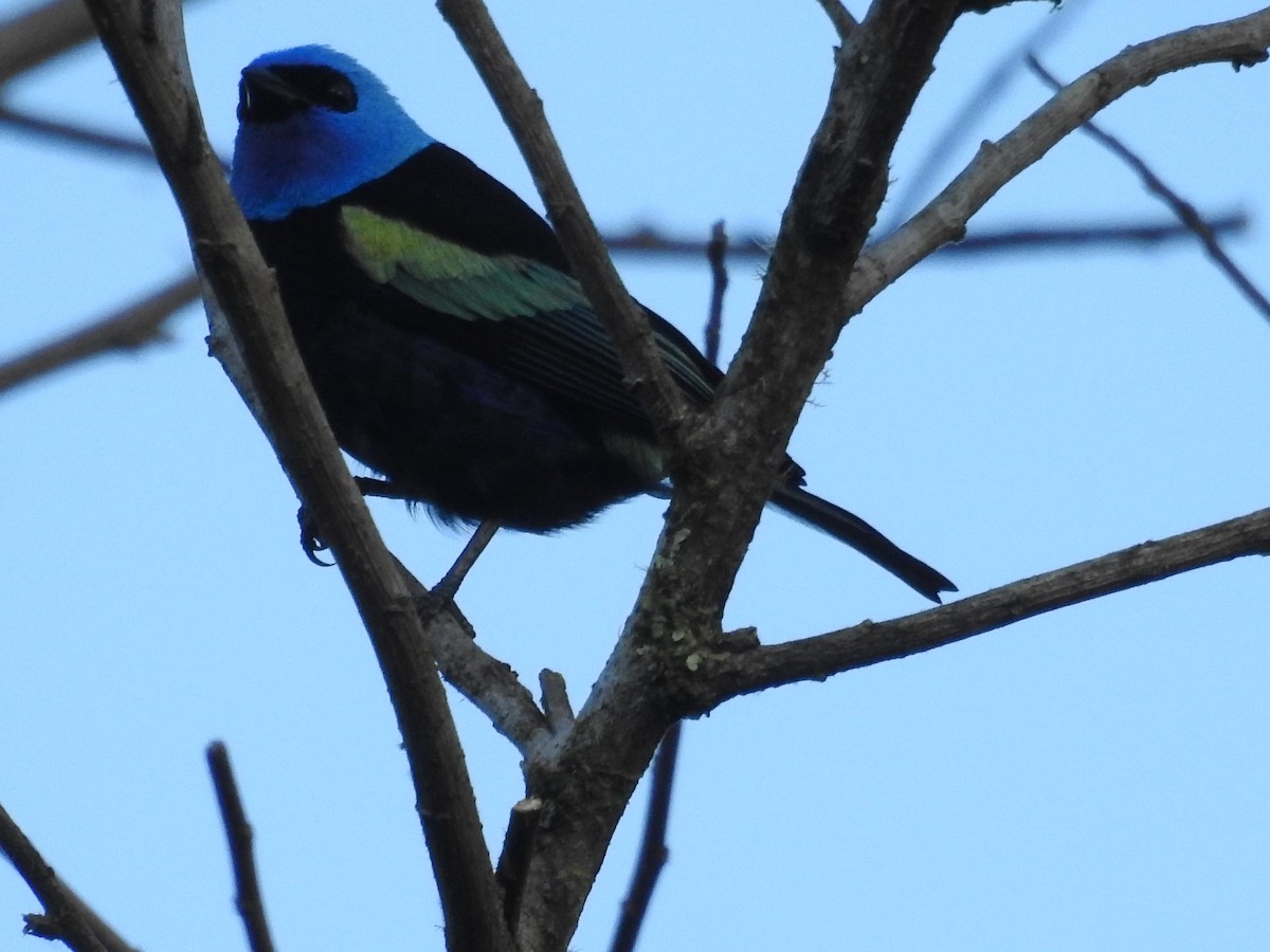 Лазурноголовая танагра - ML645333100