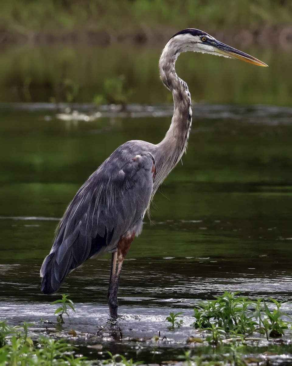 Большая голубая цапля - ML645333101