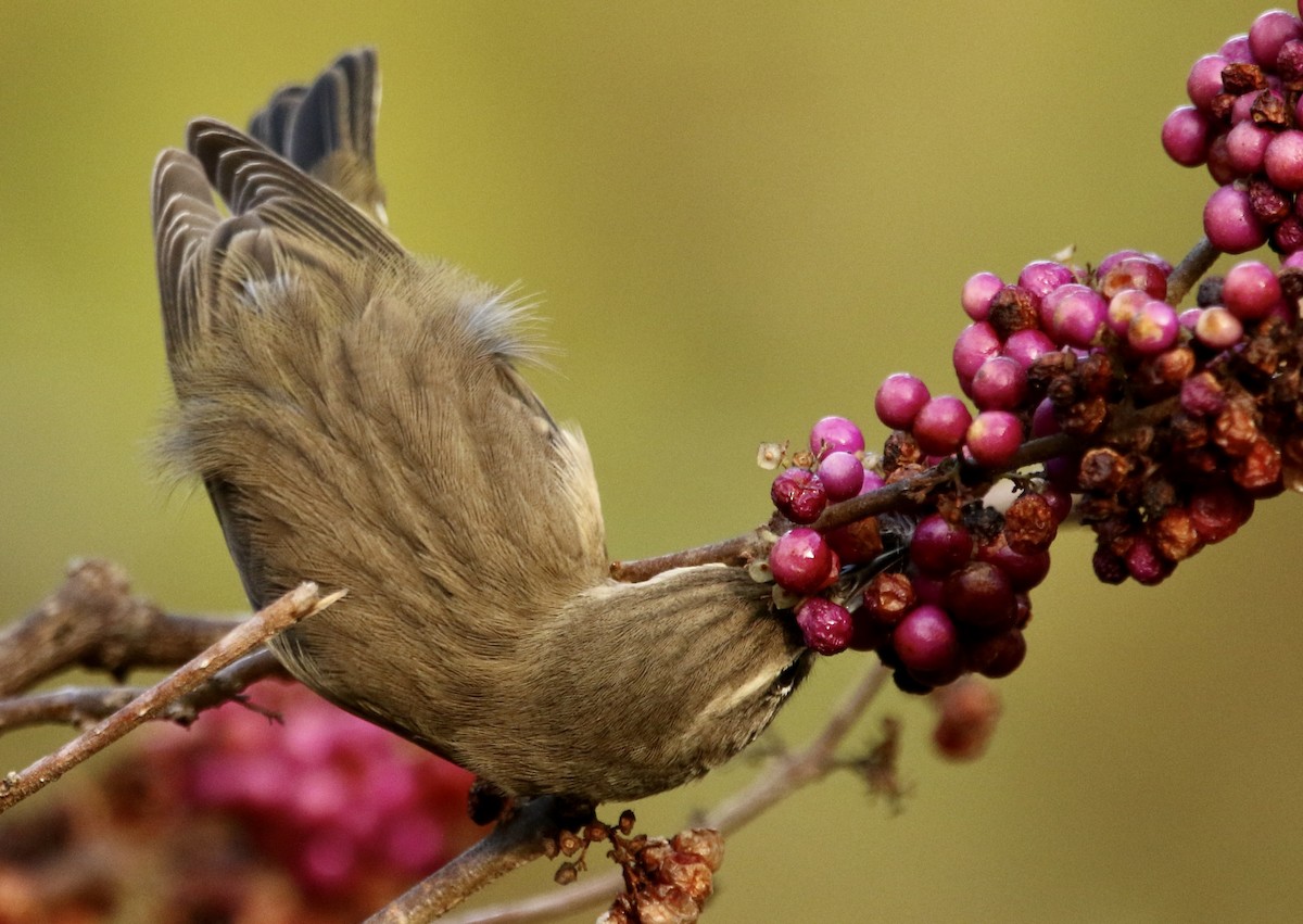 Пальмовая древесница (palmarum) - ML645333102