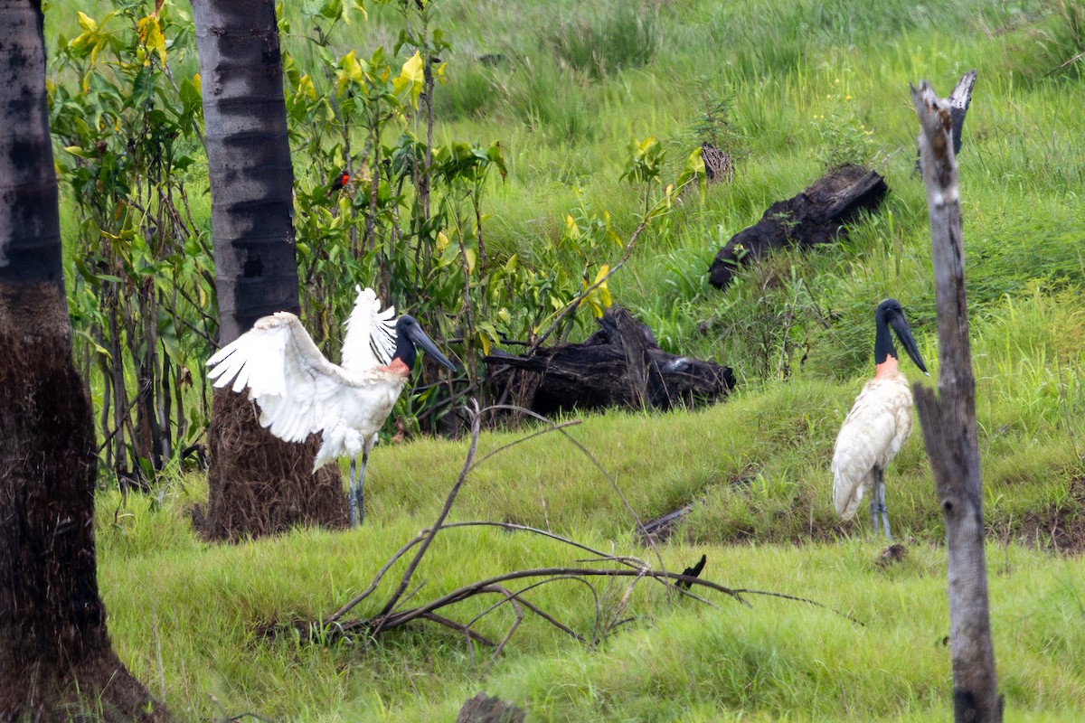 Ябиру - ML645333104