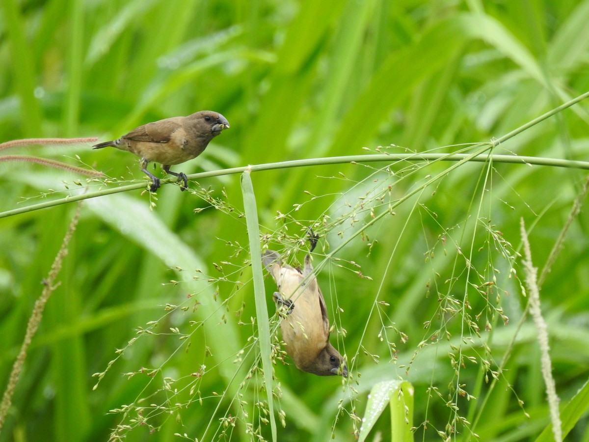 Бронзовая муния - ML645333108