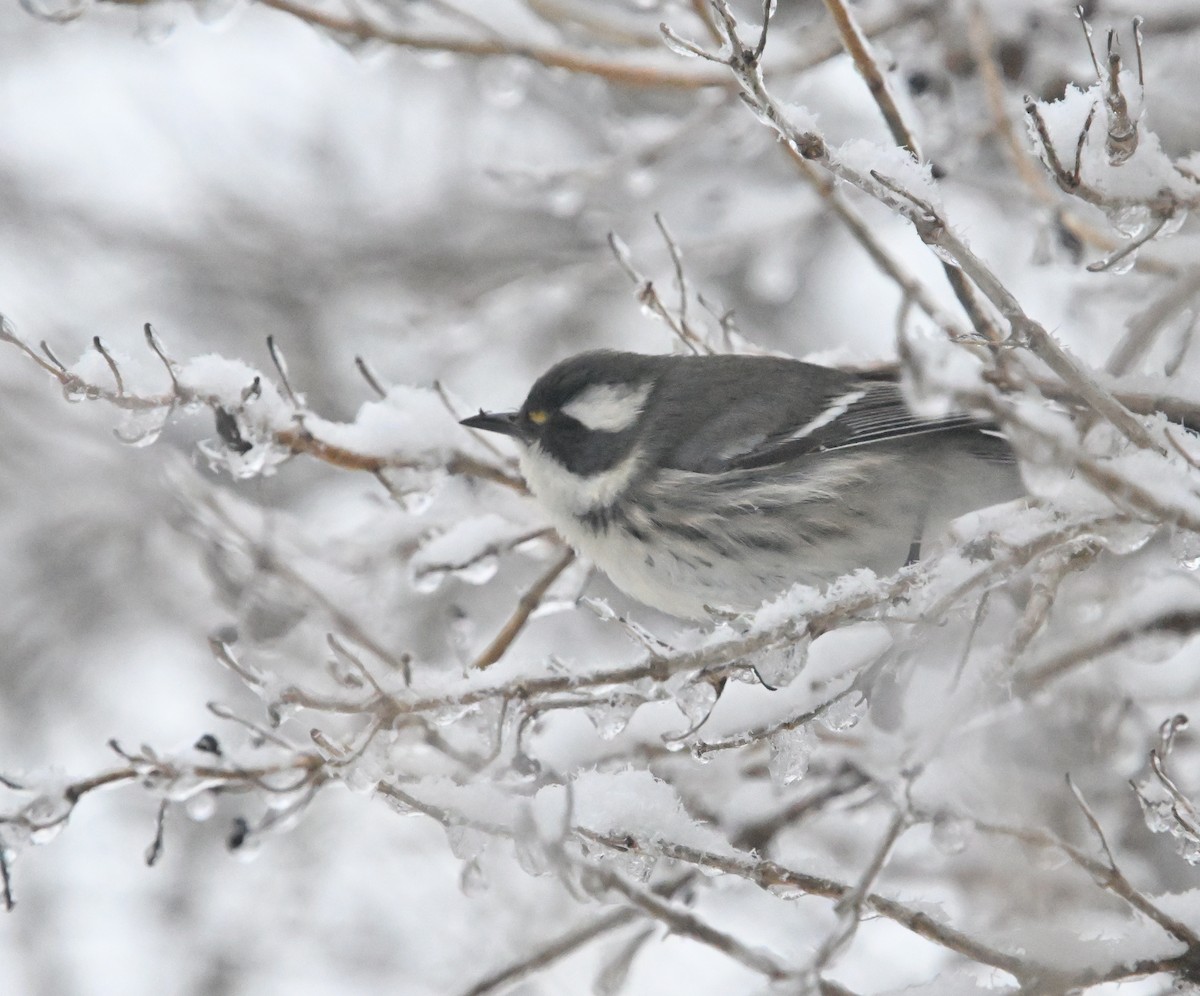 Траурная древесница - ML645333111