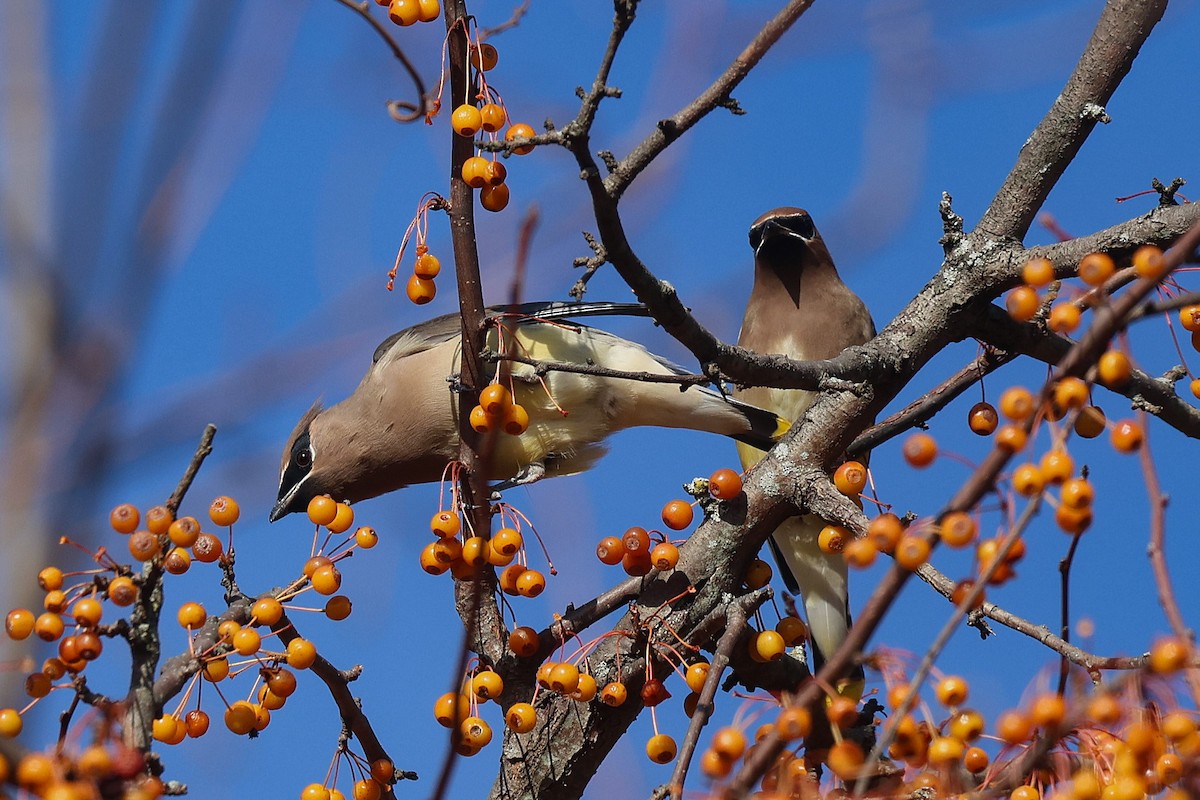 Кедровый свиристель - ML645333116
