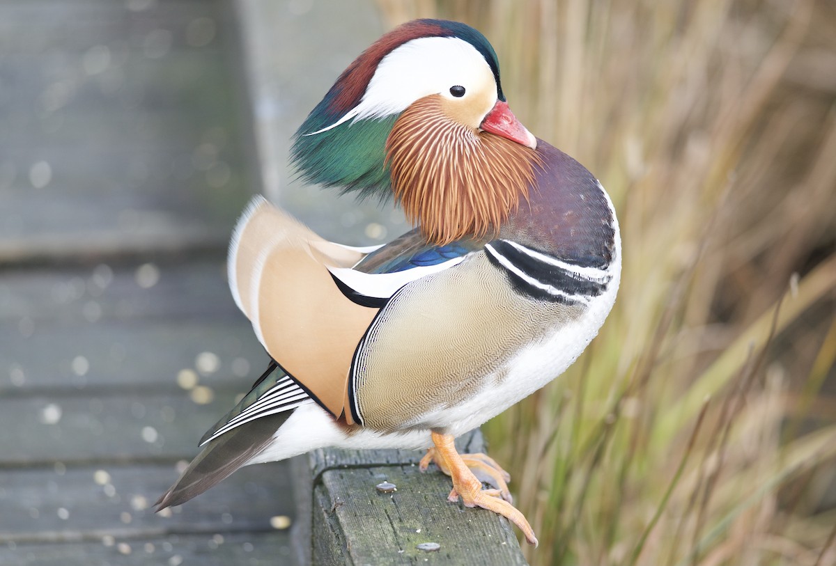 Mandarin Duck - ML645333132