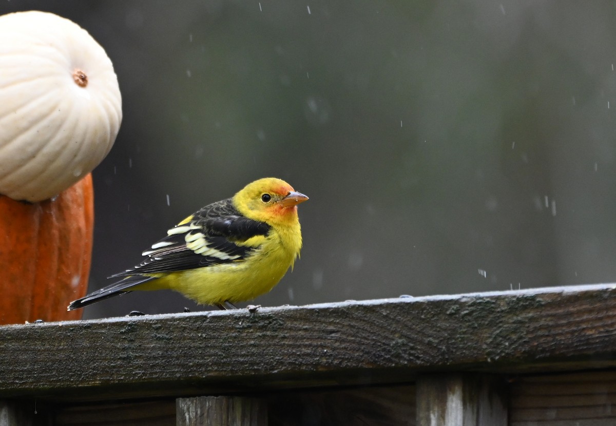 Western Tanager - ML645333137