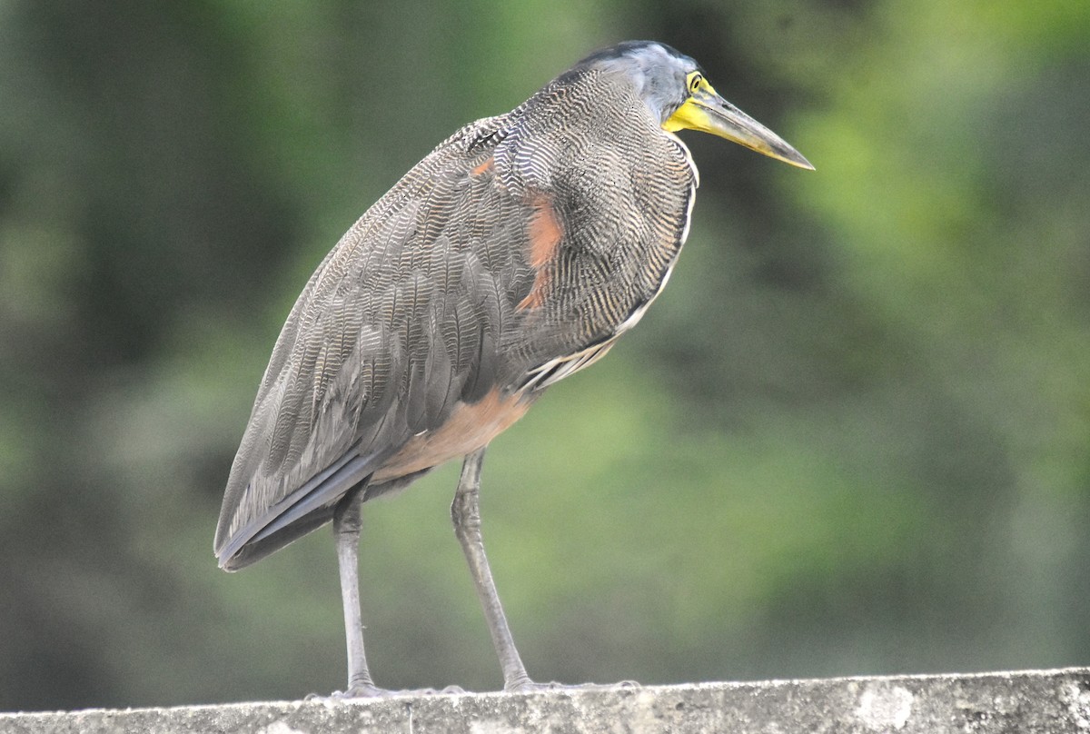 ハゲノドトラフサギ - ML645333141