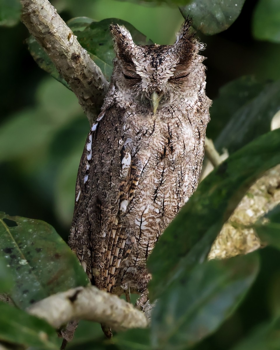 Pacific Screech-Owl - ML645333148