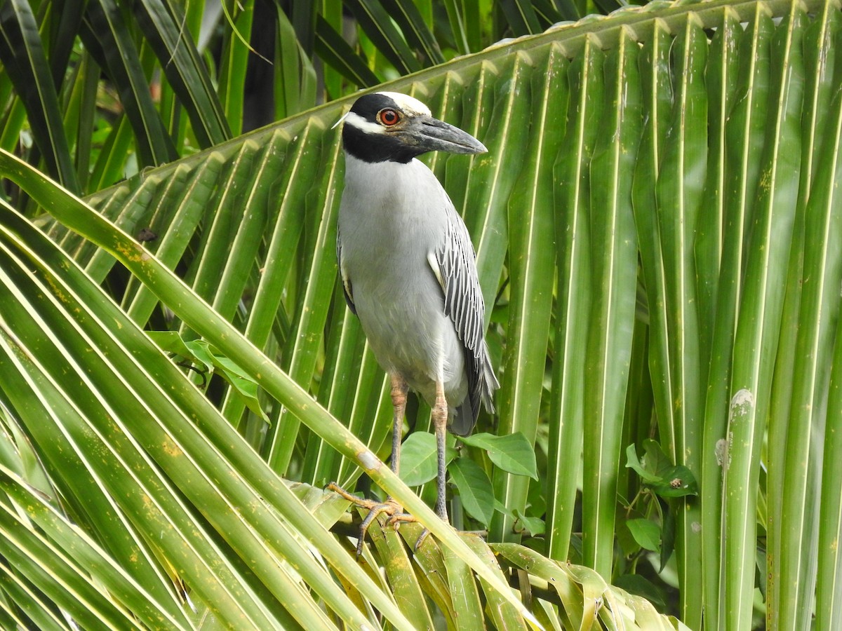 Yellow-crowned Night Heron - ML645333160