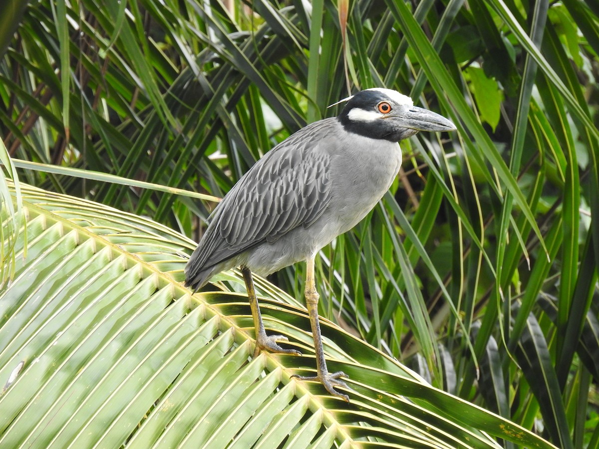 Yellow-crowned Night Heron - ML645333166