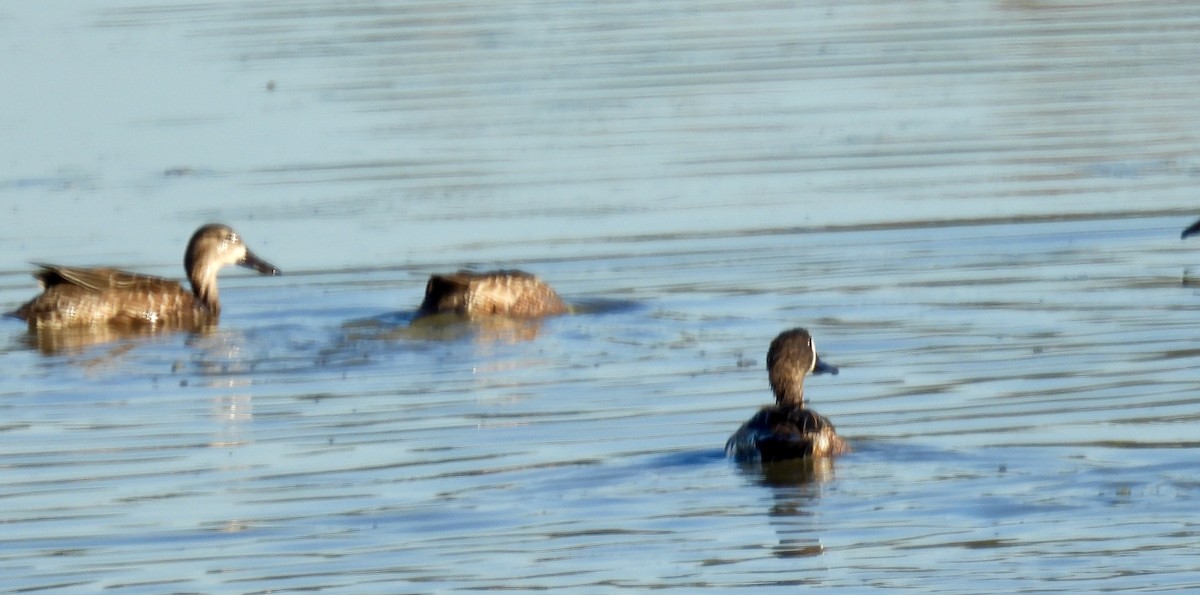 Zertzeta hegalurdina - ML645333169