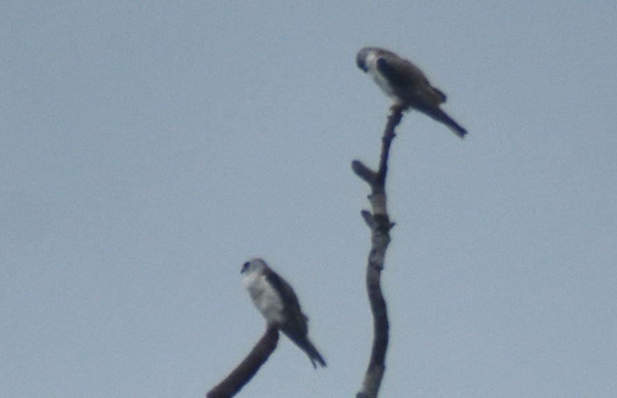 オジロトビ - ML645333171