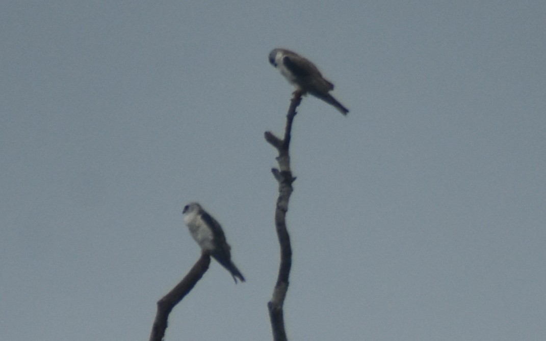 オジロトビ - ML645333172