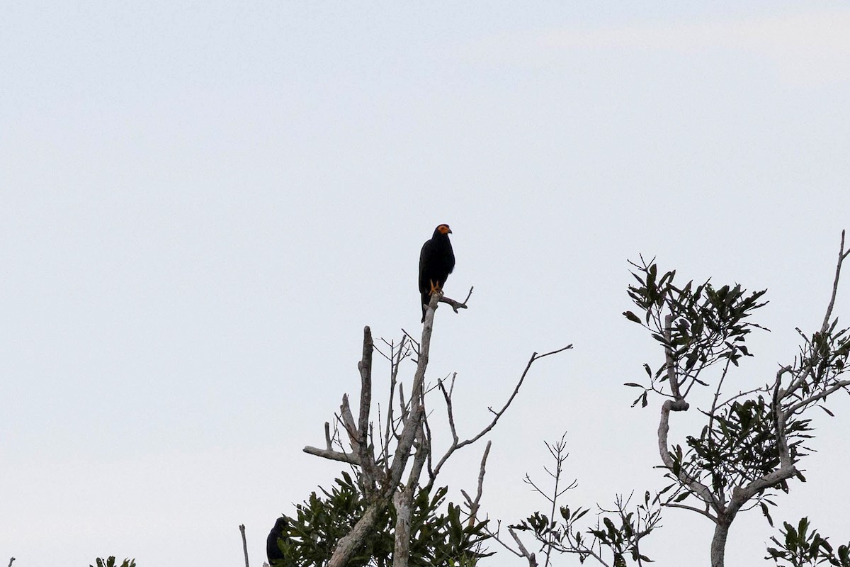 Siyah Karakara - ML645333173