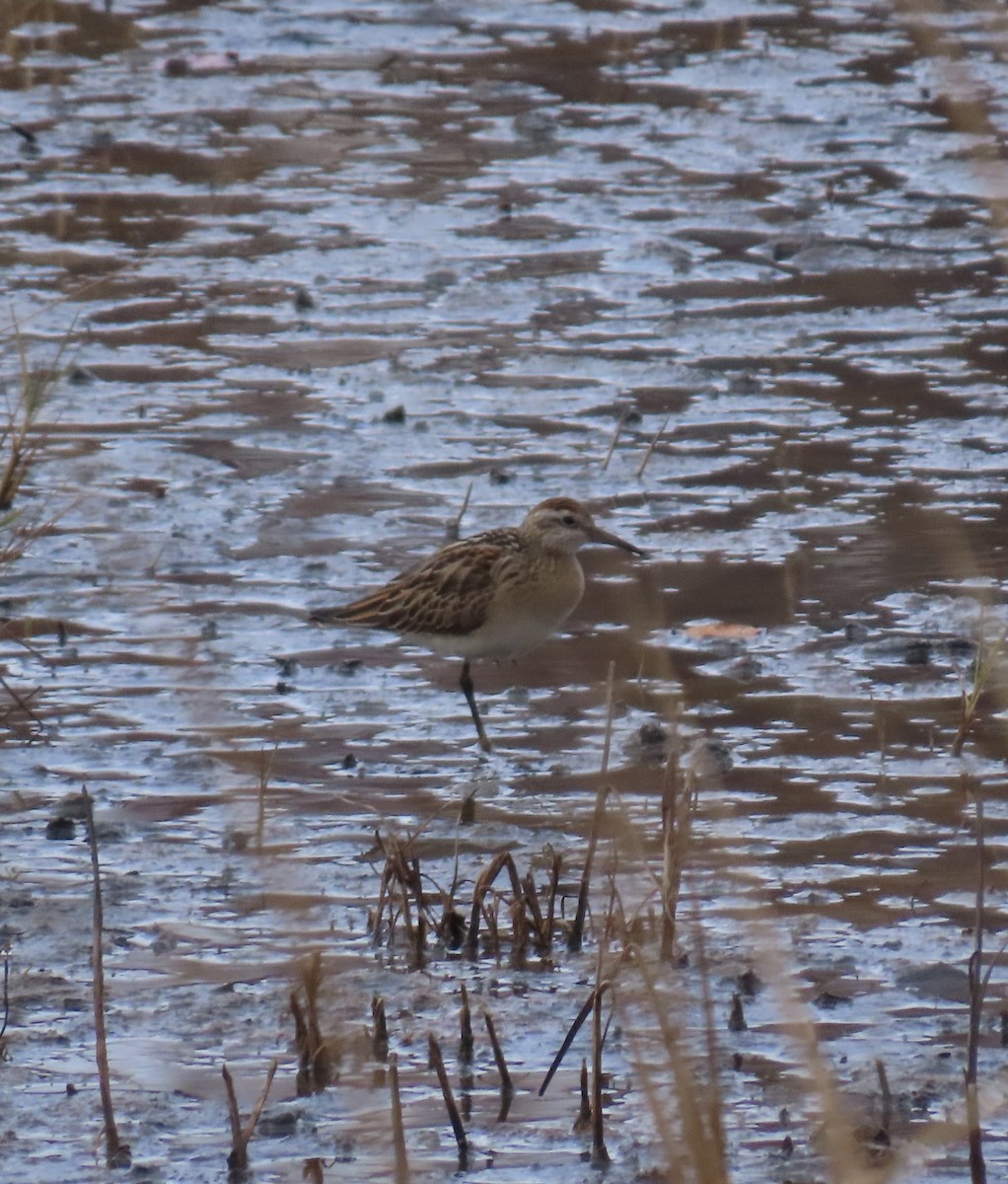 Sharp-tailed Sandpiper - ML645333192